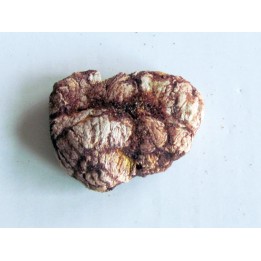 coprolithe - cretacé - kem-kem - MAROC (6)