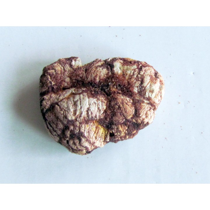 coprolithe - cretacé - kem-kem - MAROC (6)