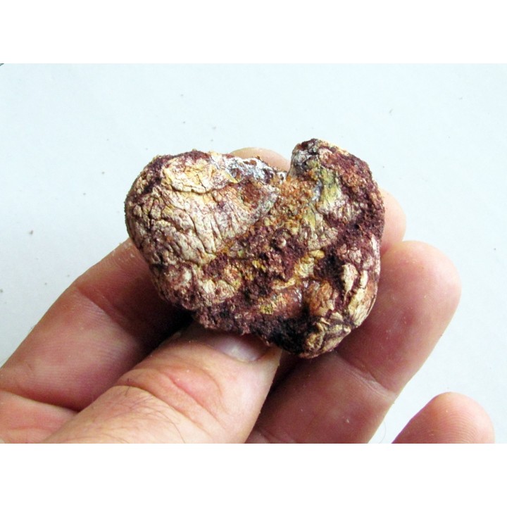 coprolith - cretaceous - kem-kem - MOROCCO (6)