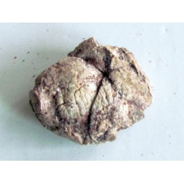 coprolith - cretaceous - kem-kem - MOROCCO (7)