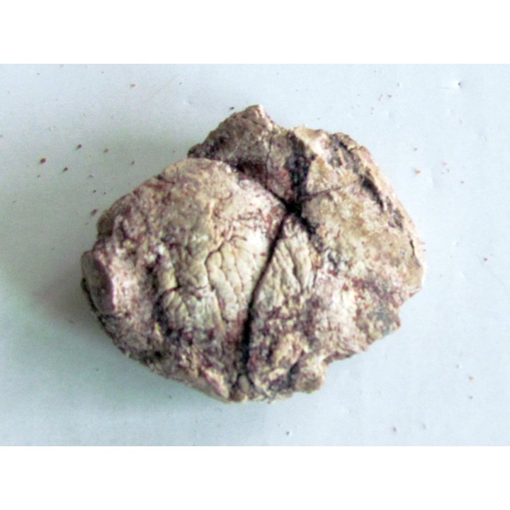coprolith - cretaceous - kem-kem - MOROCCO (7)