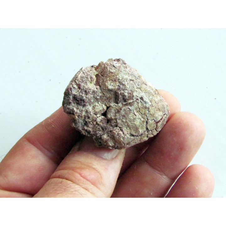 coprolith - cretaceous - kem-kem - MOROCCO (7)