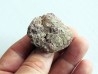 coprolithe - cretacé - kem-kem - MAROC (7)