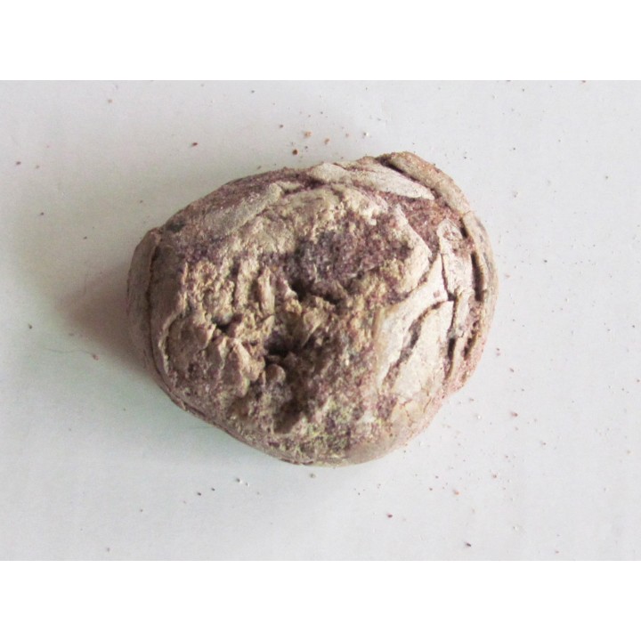 coprolith - cretaceous - kem-kem - MOROCCO (10)