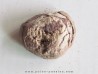 coprolithe - cretacé - kem-kem - MAROC (10)