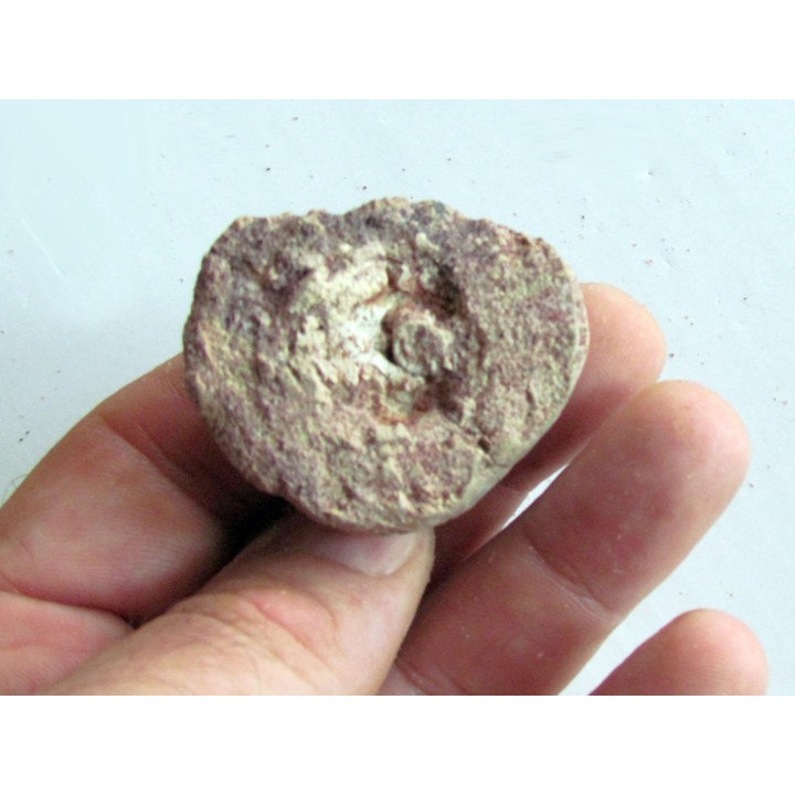 coprolith - cretaceous - kem-kem - MOROCCO (10)