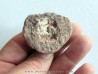 coprolith - cretaceous - kem-kem - MOROCCO (10)