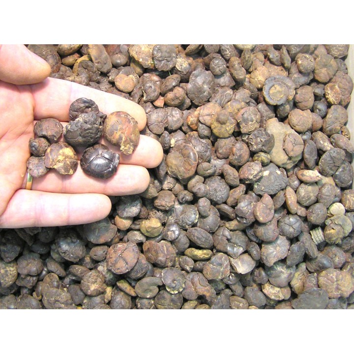 1 Kg de goniatites en limonite
