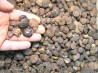 1 Kg de goniatites en limonite
