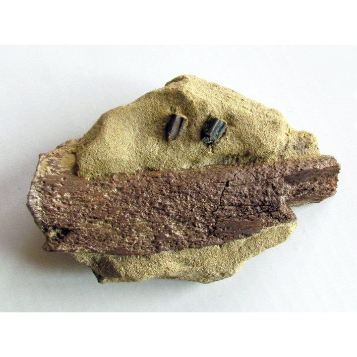 bone bed : dinosaur hadrosaur bones and tooth (1)