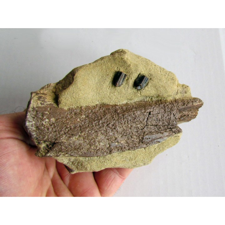 bone bed : os et dent de dinosaure  HADROSAURE (1)