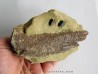 bone bed : os et dent de dinosaure  HADROSAURE (1)