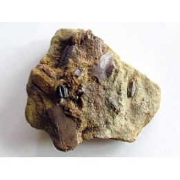 bone bed : dinosaur hadrosaur bones and tooth (1)