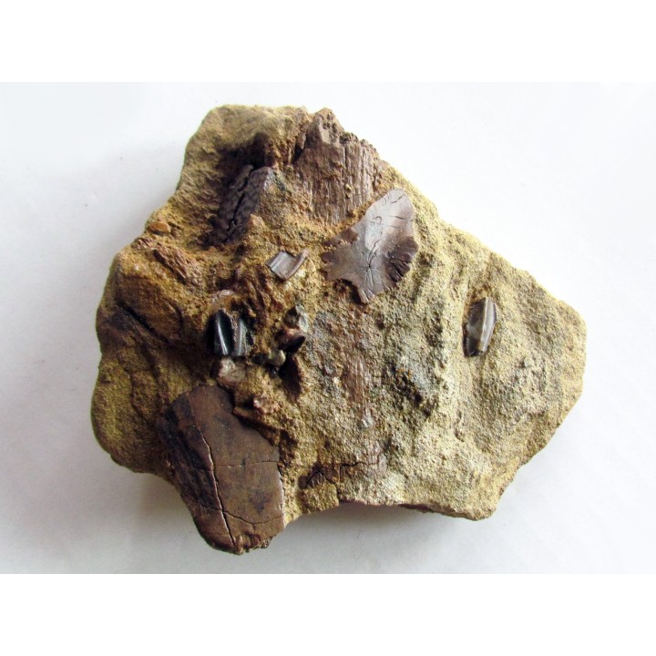 bone bed : dinosaur hadrosaur bones and tooth (1)