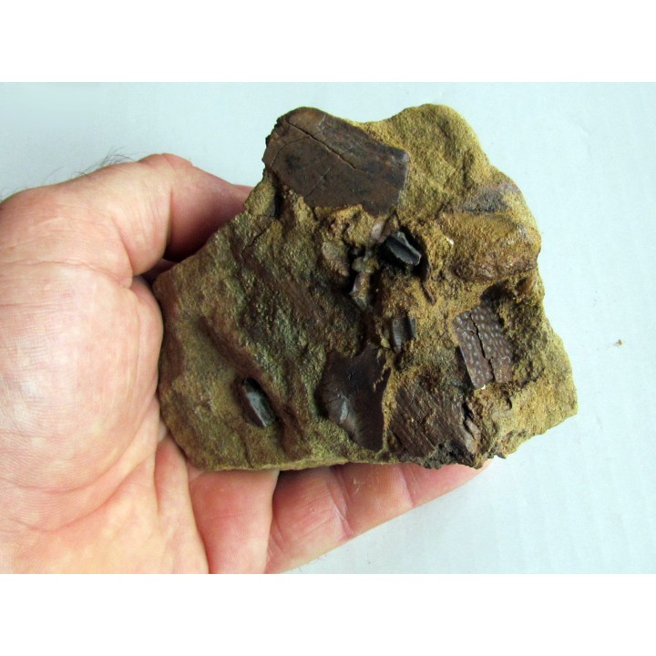 bone bed : os et dent de dinosaure  HADROSAURE (1)