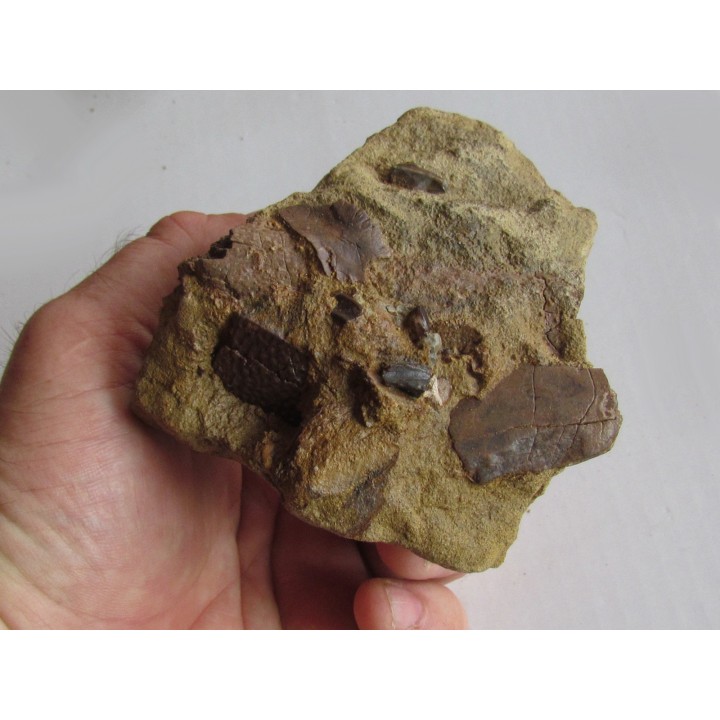 bone bed : os et dent de dinosaure  HADROSAURE (1)