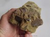 bone bed : os et dent de dinosaure  HADROSAURE (1)
