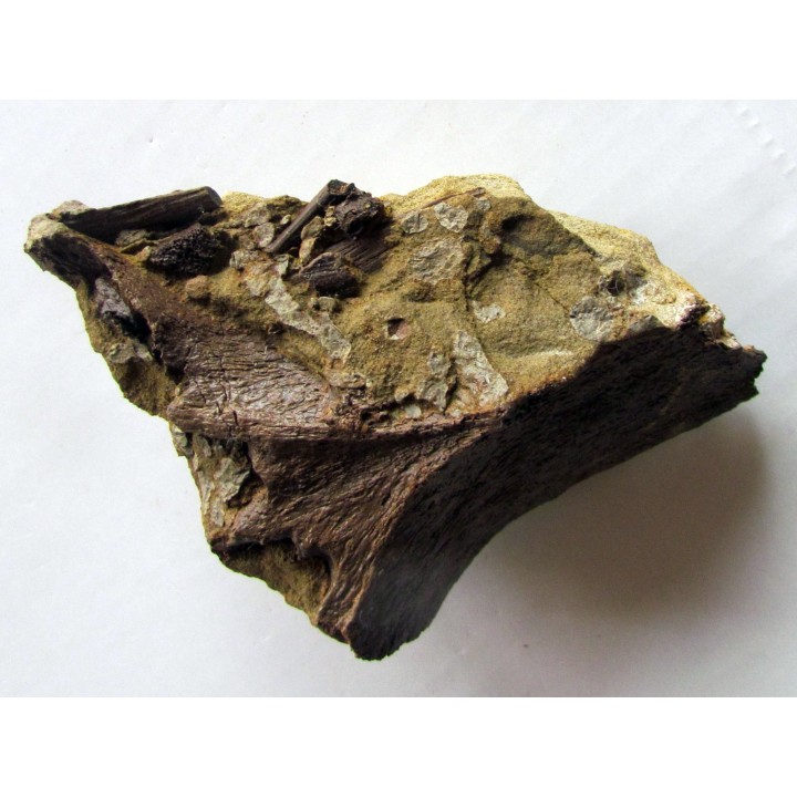 bone bed : os et dent de dinosaure  HADROSAURE (3)
