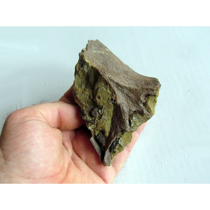 bone bed : dinosaur hadrosaur bones and tooth (3)