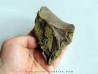 bone bed : dinosaur hadrosaur bones and tooth (3)