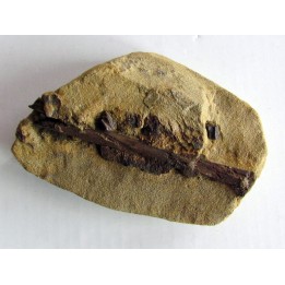 bone bed : os et dent de dinosaure  HADROSAURE (4)