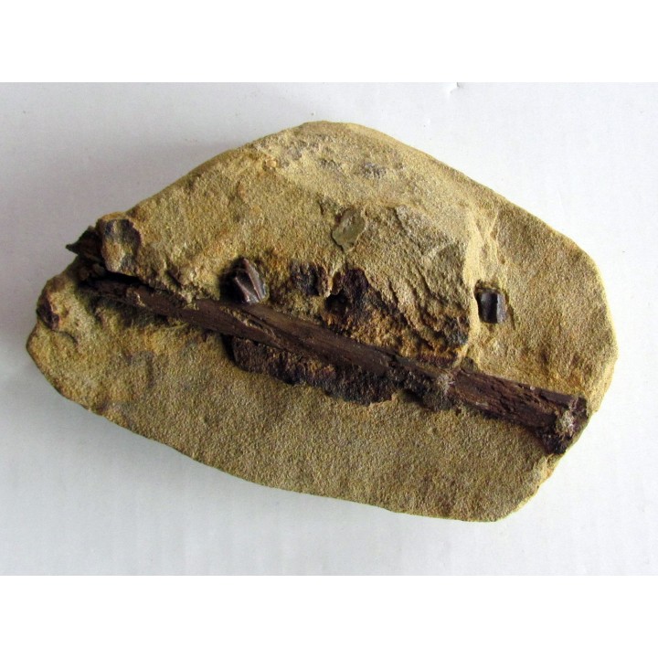 bone bed : dinosaur hadrosaur bones and tooth (4)