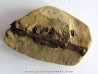 bone bed : dinosaur hadrosaur bones and tooth (4)