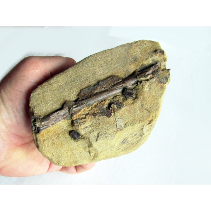 bone bed : dinosaur hadrosaur bones and tooth (4)