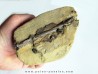 bone bed : dinosaur hadrosaur bones and tooth (4)