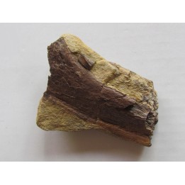 bone bed : os et dent de dinosaure  HADROSAURE (5)