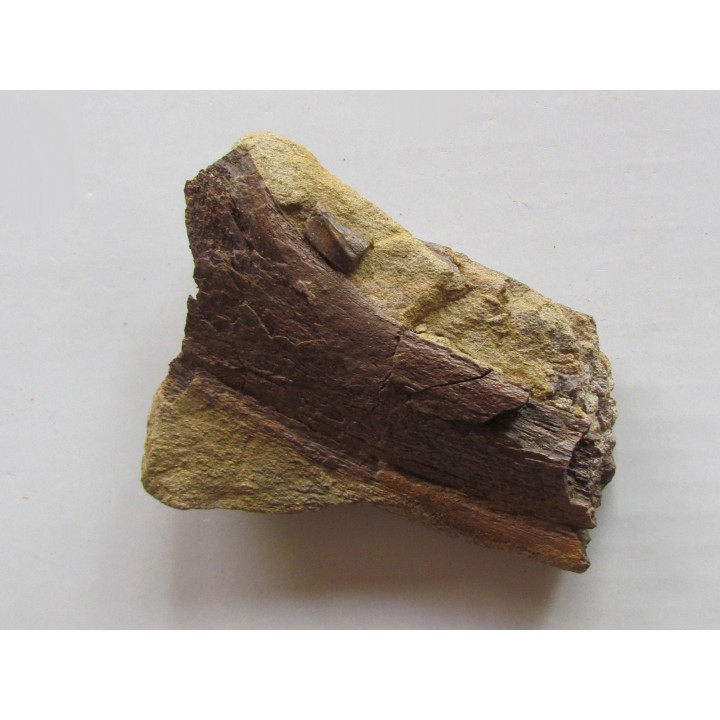 bone bed : os et dent de dinosaure  HADROSAURE (5)