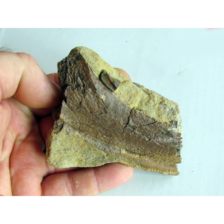 bone bed : os et dent de dinosaure  HADROSAURE (5)