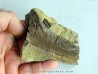 bone bed : os et dent de dinosaure  HADROSAURE (5)