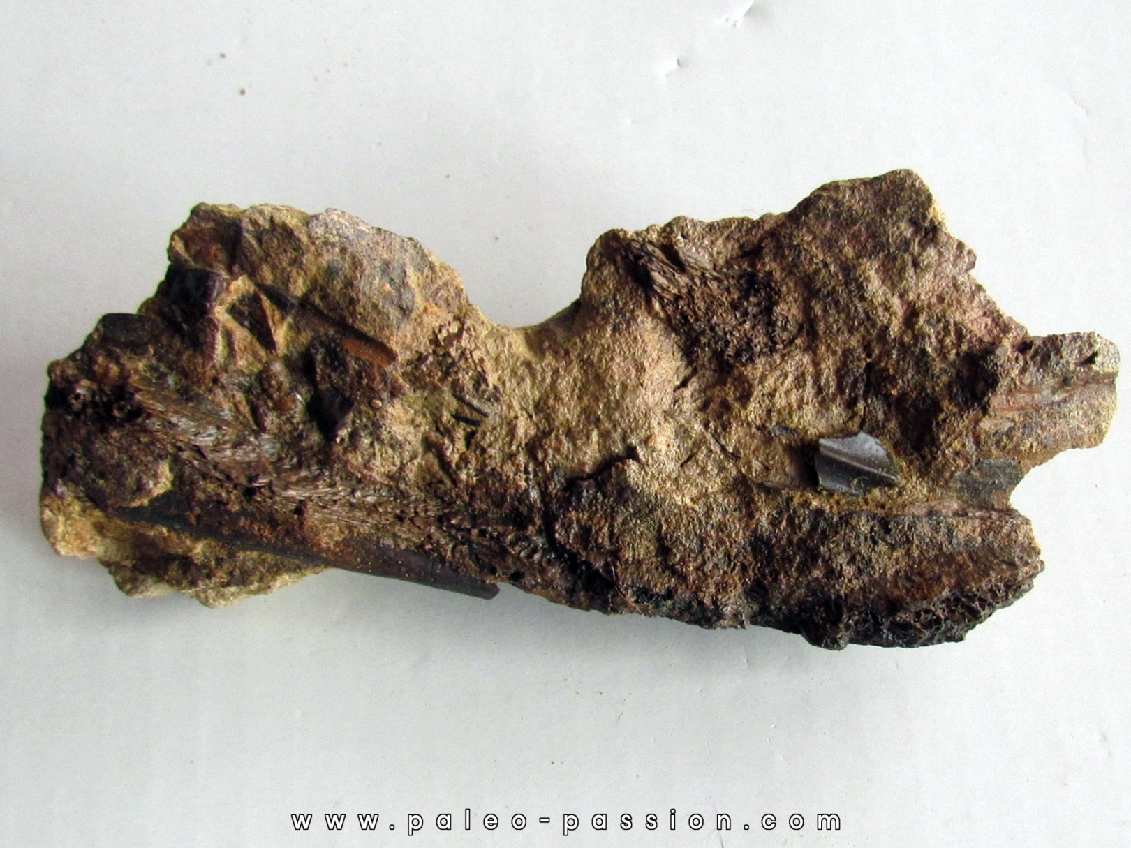 bone bed : os et dent de dinosaure HADROSAURE (6)