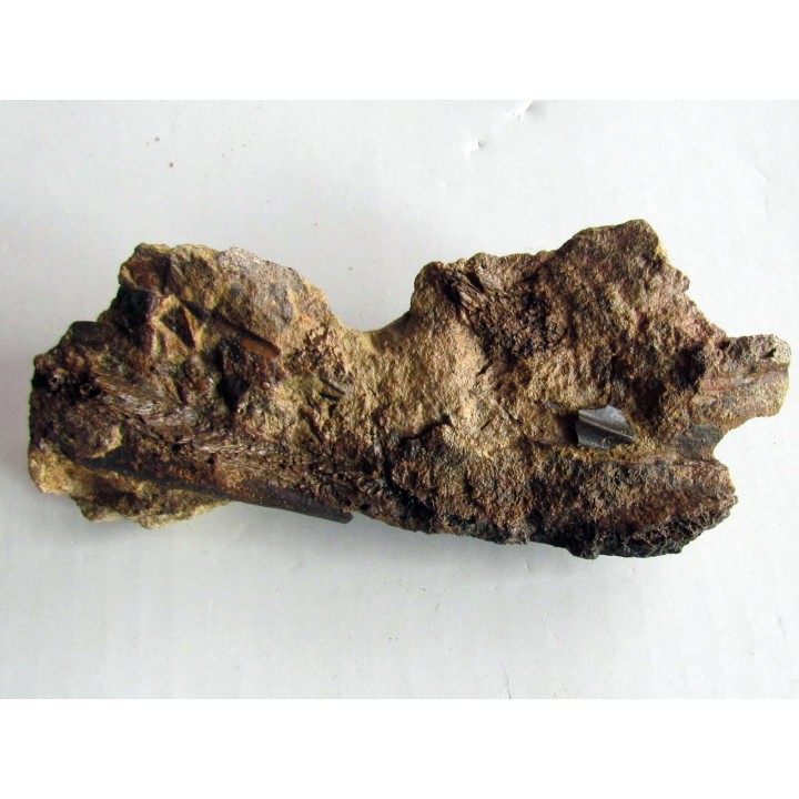 bone bed : dinosaur hadrosaur bones and tooth (6)