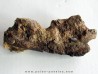 bone bed : os et dent de dinosaure HADROSAURE (6)
