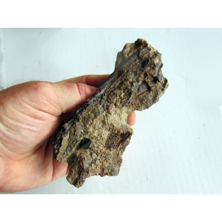 bone bed : dinosaur hadrosaur bones and tooth (6)