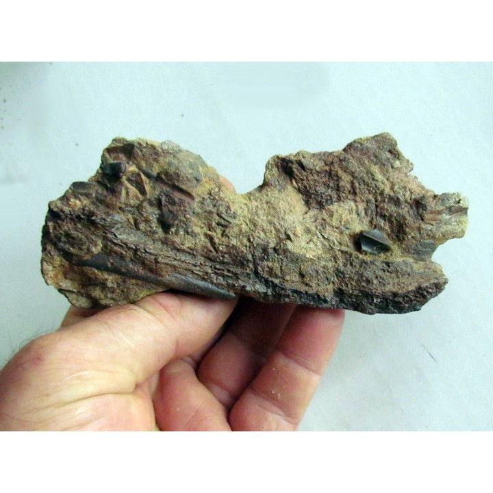 bone bed : os et dent de dinosaure  HADROSAURE (6)