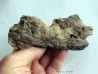 bone bed : os et dent de dinosaure HADROSAURE (6)