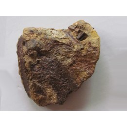 bone bed : os et dent de dinosaure  HADROSAURE (7)
