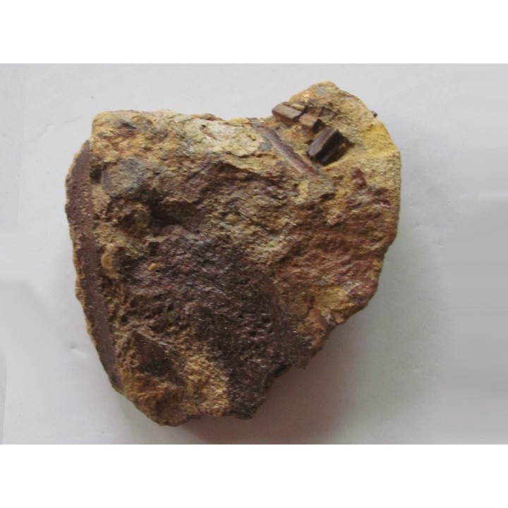 bone bed : dinosaur hadrosaur bones and tooth (7)