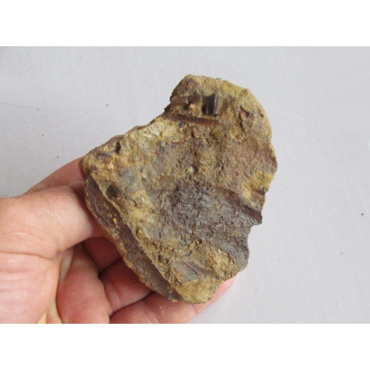 bone bed : os et dent de dinosaure  HADROSAURE (7)