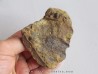 bone bed : os et dent de dinosaure  HADROSAURE (7)