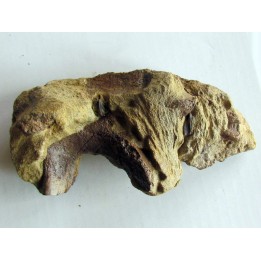 bone bed : os et dent de dinosaure  HADROSAURE (8)