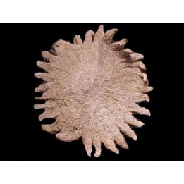 HELIASTER MICROBRACHIUS