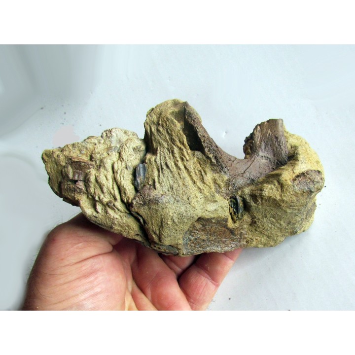 bone bed : dinosaur hadrosaur bones and tooth (8)