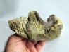 bone bed : os et dent de dinosaure  HADROSAURE (8)