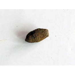 bot fly larvae casing (1)
