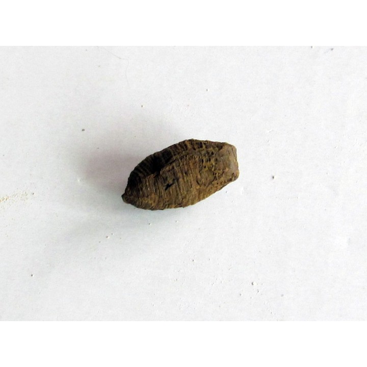 bot fly larvae casing (1)