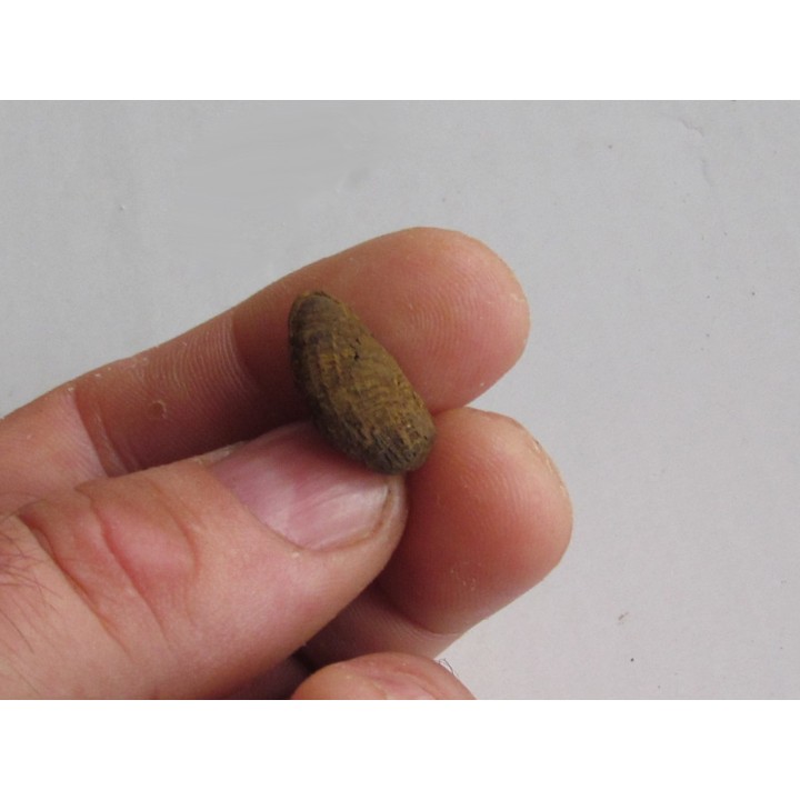 bot fly larvae casing (1)